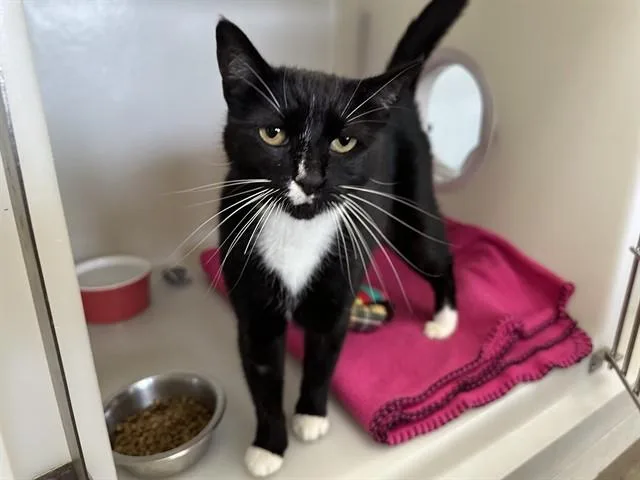 An adult medium-sized female Domestic Short Hair cat named Simone for adoption in McKinleyville, CA
