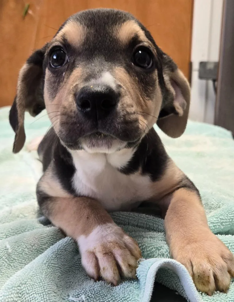Scout