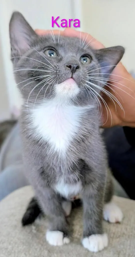 A baby small-sized female Domestic Short Hair cat named Kara Aka Sky for adoption in Gorham, ME