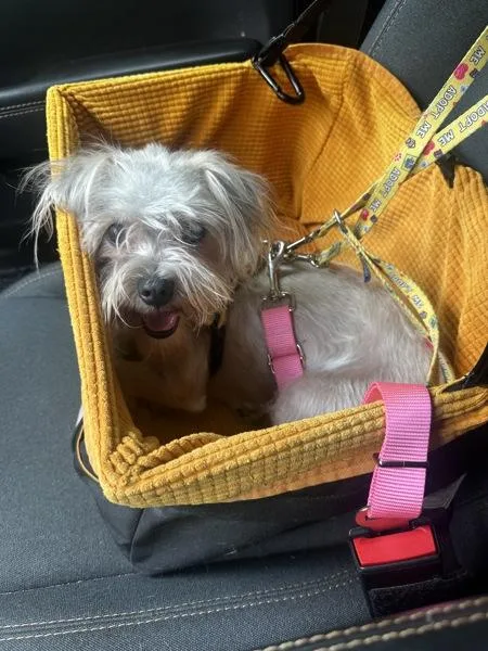 A young small-sized female Terrier dog named Tia for adoption in Skillman, NJ