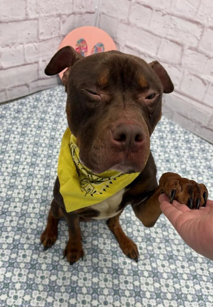 A young medium-sized male Mixed Breed dog named Wave for adoption in Detroit, MI
