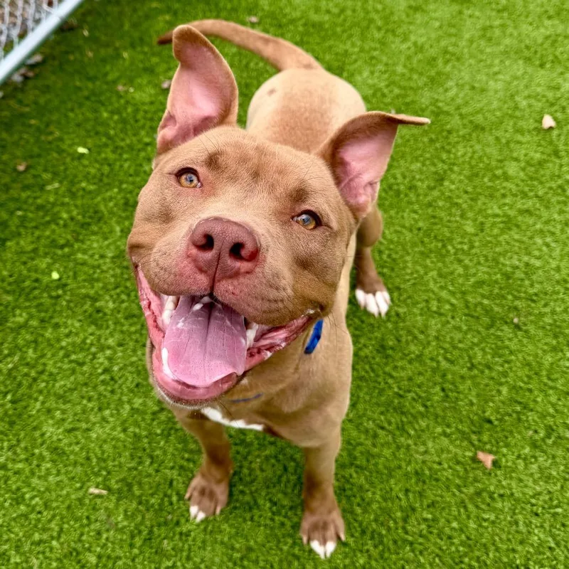 A young large-sized male Yellow / Tan / Blond / Fawn Mixed Breed dog named Taz for adoption in Binghamton, NY