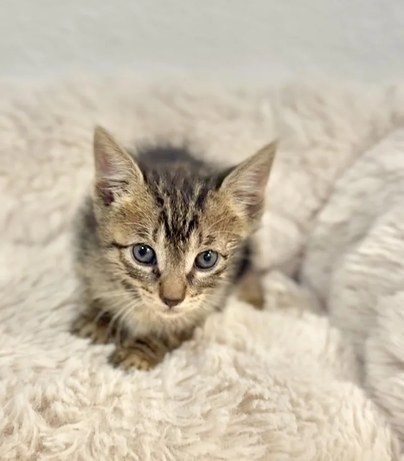 A young small-sized female Tabby (Brown / Chocolate) Domestic Short Hair cat named Venus for adoption in Miami, FL