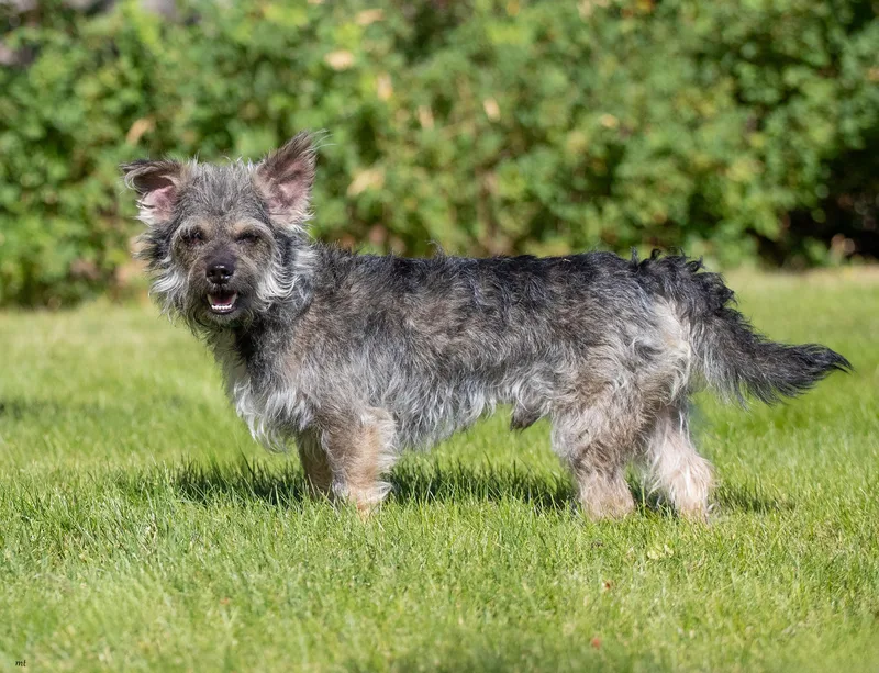 An adult small-sized male Gray / Blue / Silver Yorkshire Terrier dog named Ollie for adoption in Washoe Valley, NV