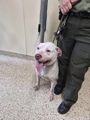 An adult large-sized male Mixed Breed dog named Martini for adoption in Clarks Summit, PA