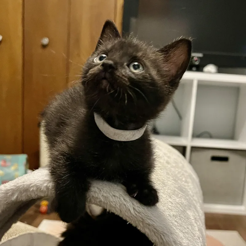 A baby medium-sized female Black Domestic Short Hair cat named Freya for adoption in Jamestown, ND