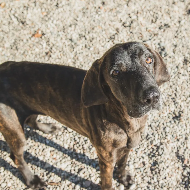 An adult medium-sized male Mixed Breed dog named Lasso for adoption in West Olive, MI