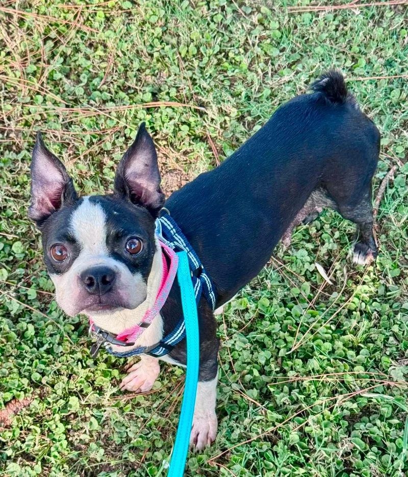 An adult medium-sized female Boston Terrier dog named Brie for adoption in Muskogee, OK