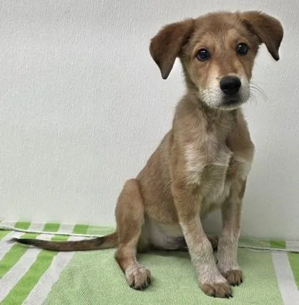 A young large-sized male Cattle Dog dog named Rocket for adoption in Phoenix, AZ