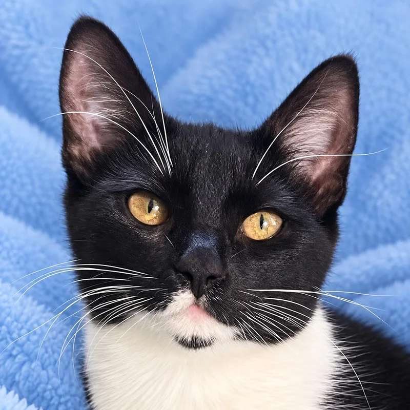 A baby small-sized female Domestic Short Hair cat named Sparkle for adoption in Austin, TX