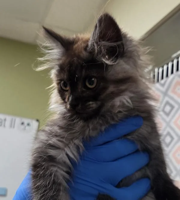 A baby small-sized female Domestic Long Hair cat named Siobhan for adoption in Vancouver, WA