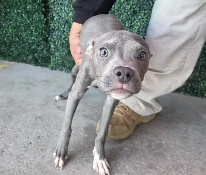 A baby small-sized male Gray / Blue / Silver Pit Bull Terrier dog named 61337396 for adoption in El Paso, TX