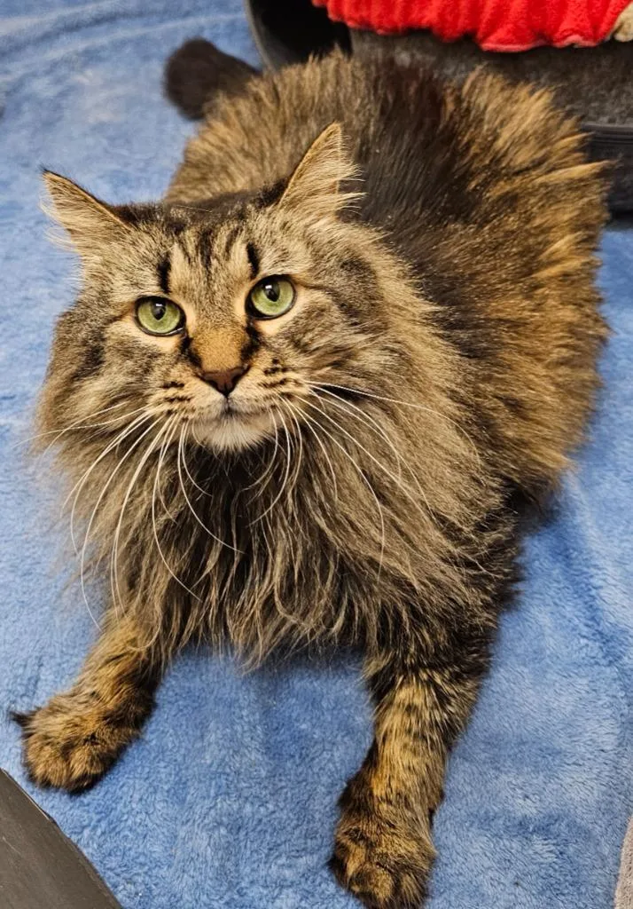 A senior large-sized female Domestic Long Hair cat named Abigail for adoption in Roanoke, TX