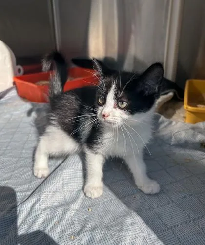 A baby small-sized female Domestic Short Hair cat named Virginia for adoption in Westland, MI