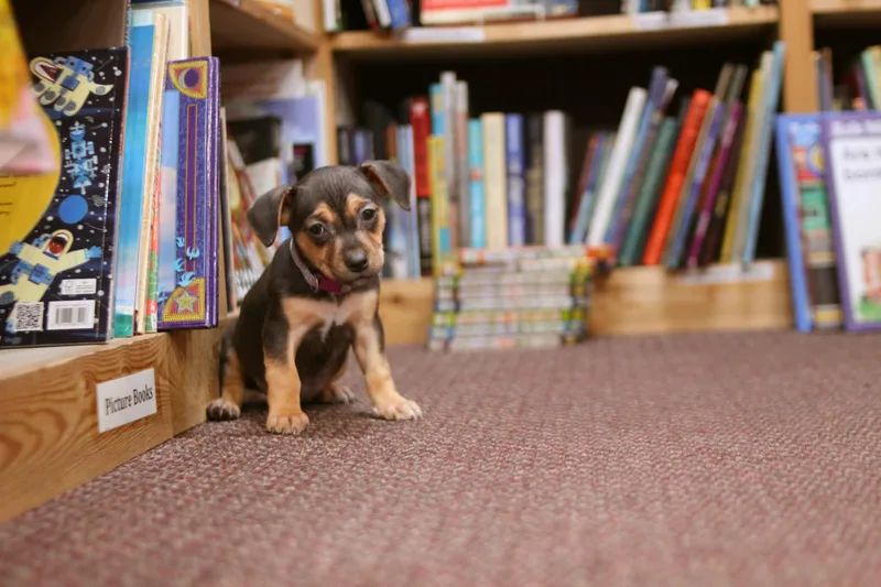 Junie B Jones thumbnail 2