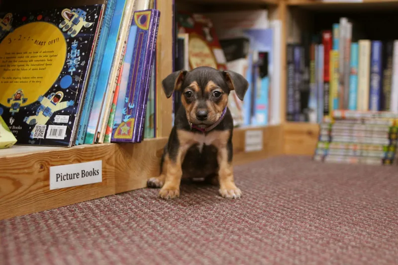 Junie B Jones thumbnail 3