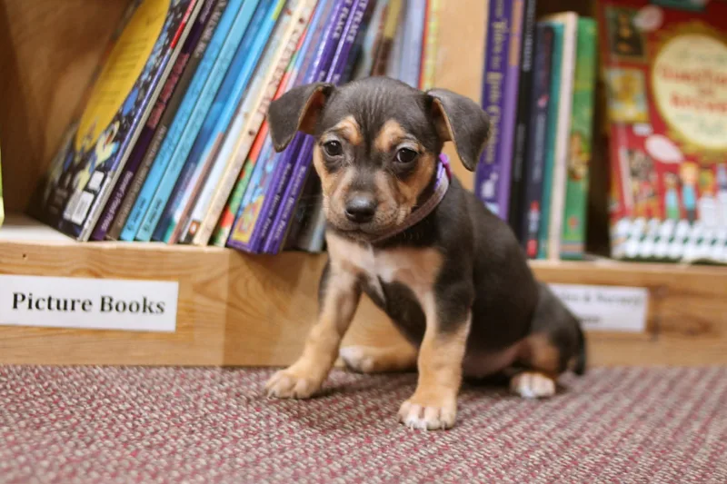 Junie B Jones thumbnail 4