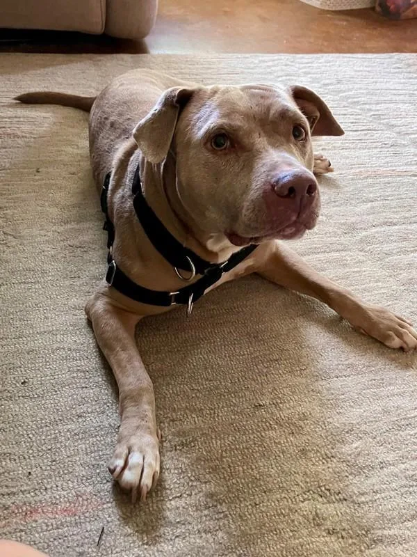 An adult large-sized female Mixed Breed dog named Kanga for adoption in Austin, TX