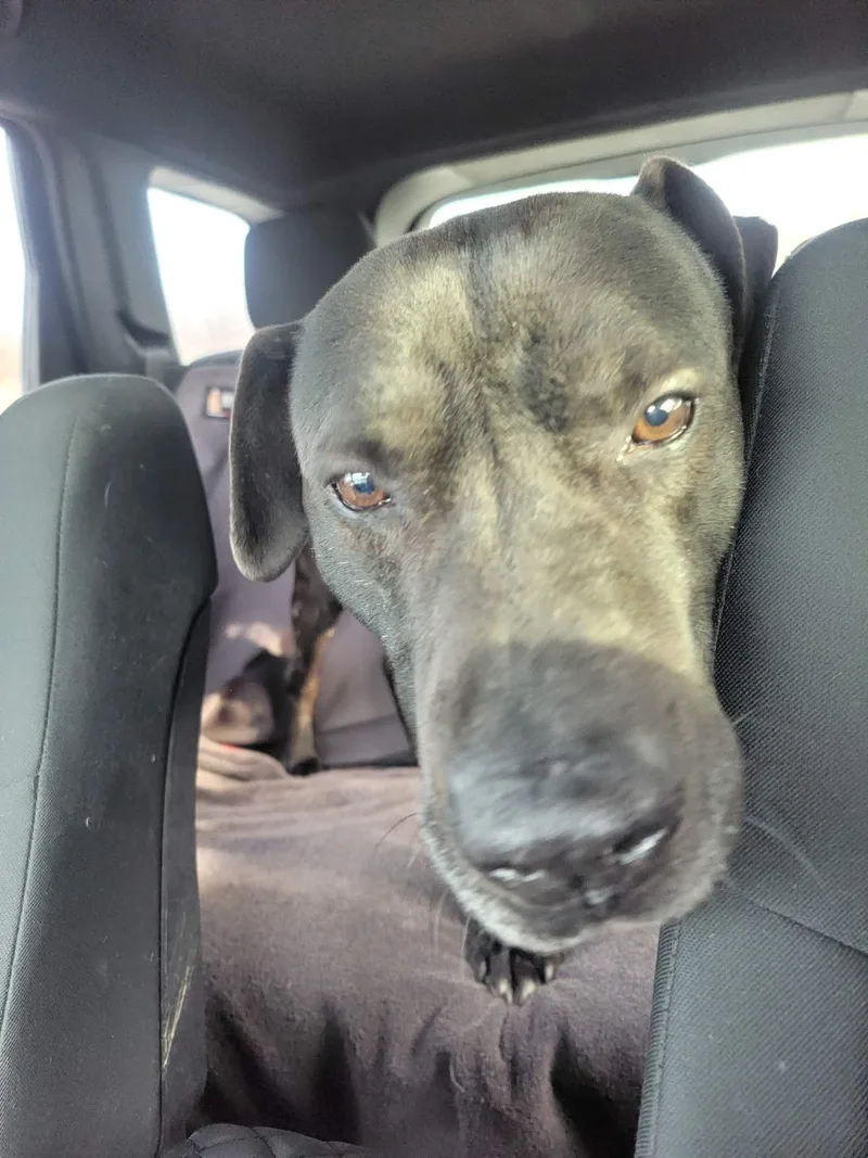 Maximusnot Accepting Applications Yet! thumbnail 2