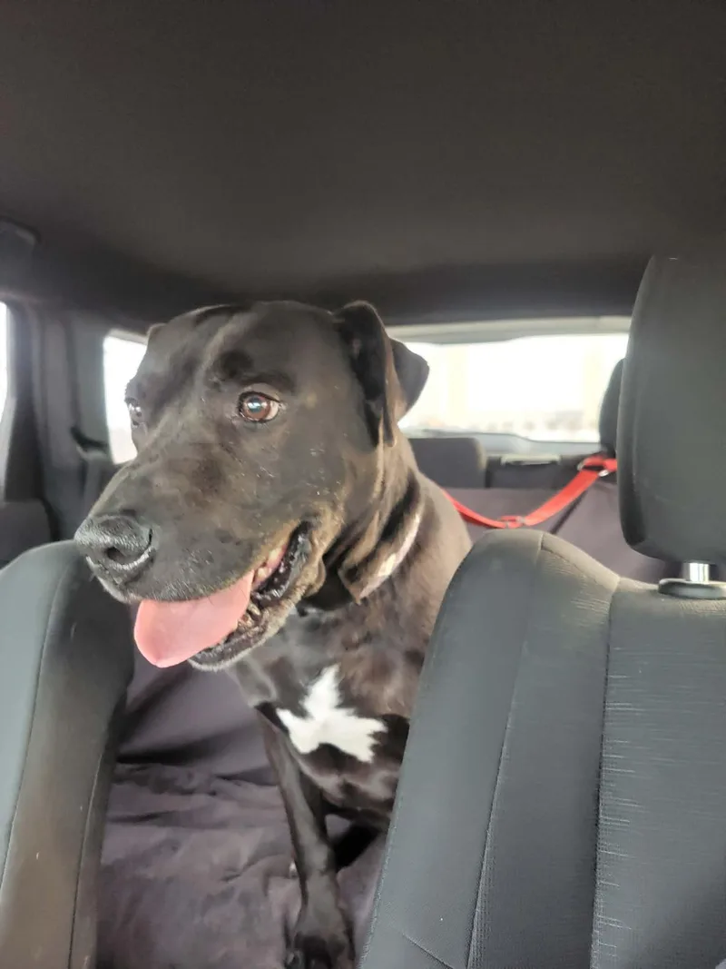 Maximusnot Accepting Applications Yet!