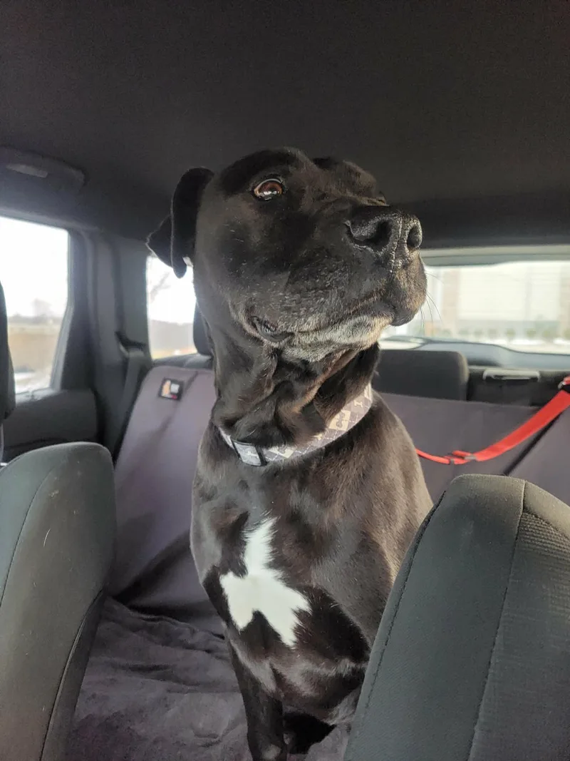 Maximusnot Accepting Applications Yet! thumbnail 3