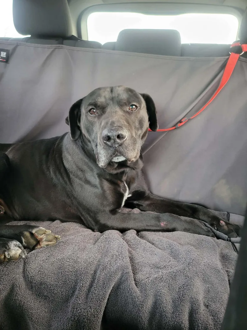 Maximusnot Accepting Applications Yet! thumbnail 4