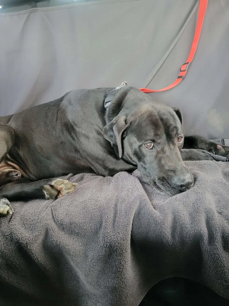 Maximusnot Accepting Applications Yet! thumbnail 5