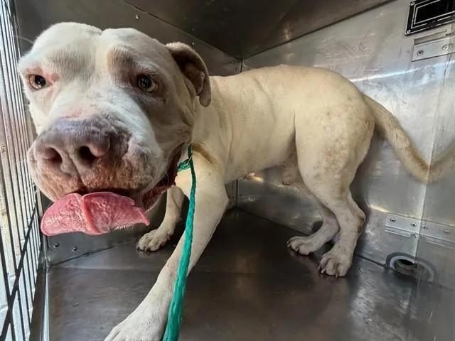 A young large-sized male Pit Bull Terrier dog named Ruffle for adoption in Dallas, TX
