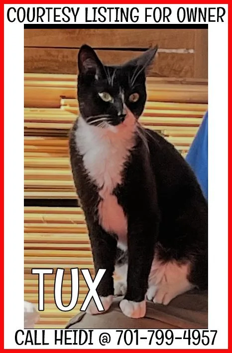 An adult medium-sized female Black & White / Tuxedo Domestic Short Hair cat named Tux COURTESY LISTING for adoption in Valley City, ND