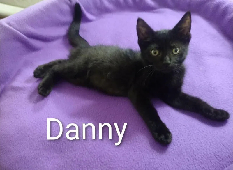 A baby medium-sized male Black Bombay cat named Danny for adoption in Wyandotte, MI