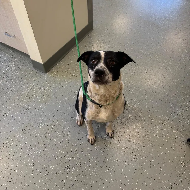 An adult large-sized female Black Australian Cattle Dog / Blue Heeler dog named Bella for adoption in Galax, VA