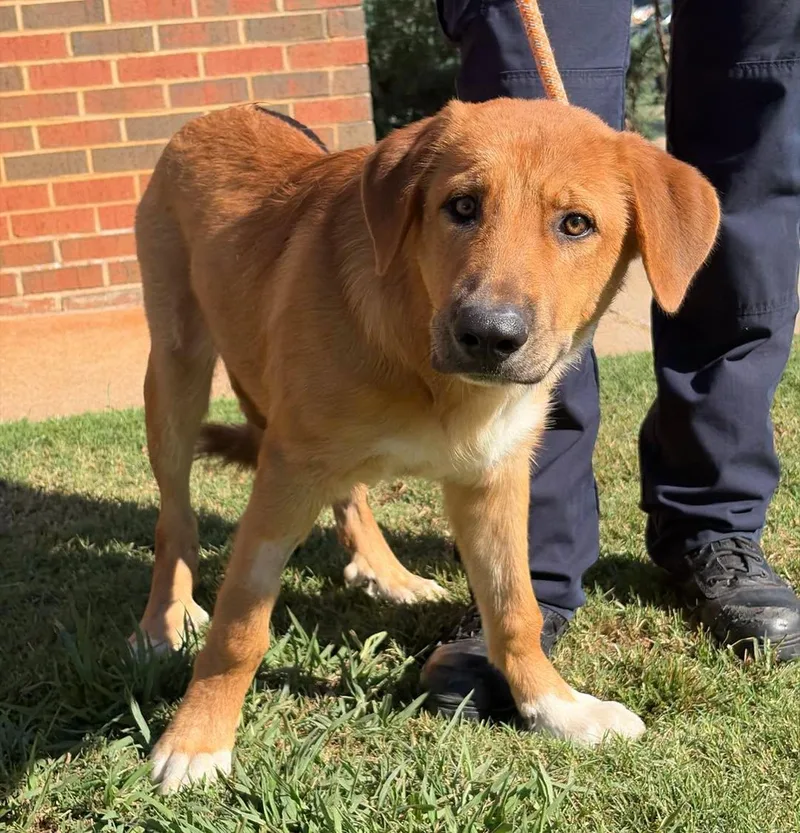 A young large-sized male Anatolian Shepherd dog named D.o.g. for adoption in Stillwater, OK