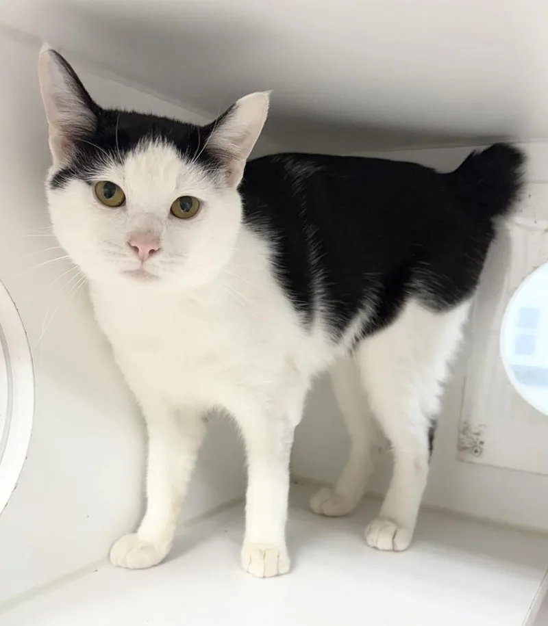 An adult medium-sized male Black & White / Tuxedo Domestic Short Hair cat named Tyson for adoption in Rochester, IN