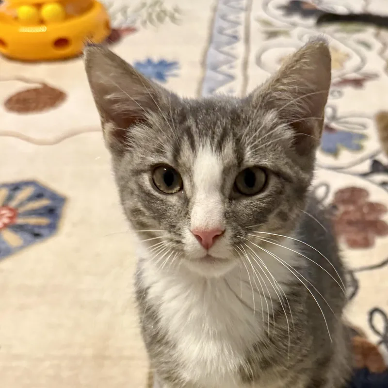 A baby small-sized male White Domestic Short Hair cat named Whiskey Sour for adoption in Richmond, VA