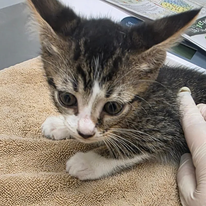 A baby small-sized male Gray / Blue / Silver Domestic Medium Hair cat named Perrywinkle Blue for adoption in Jacksonville, FL