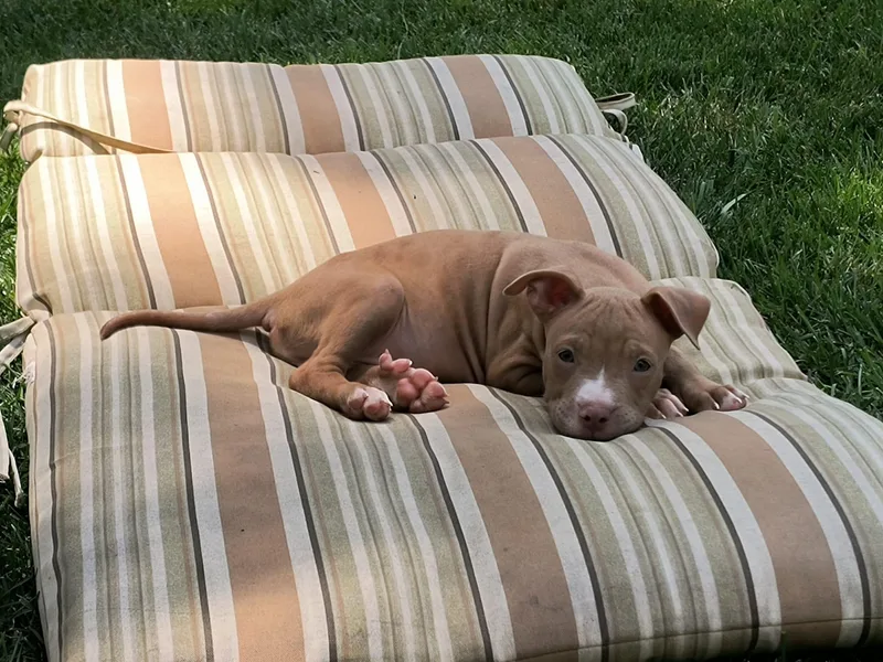 A baby medium-sized male Terrier dog named Beau for adoption in Aurora, IL