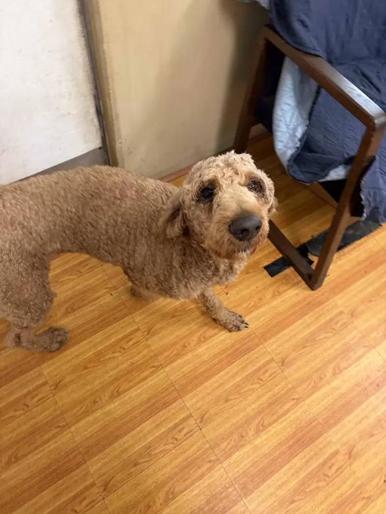 An adult medium-sized male Red / Chestnut / Orange Standard Poodle dog named Fennnel for adoption in Mobile, AL