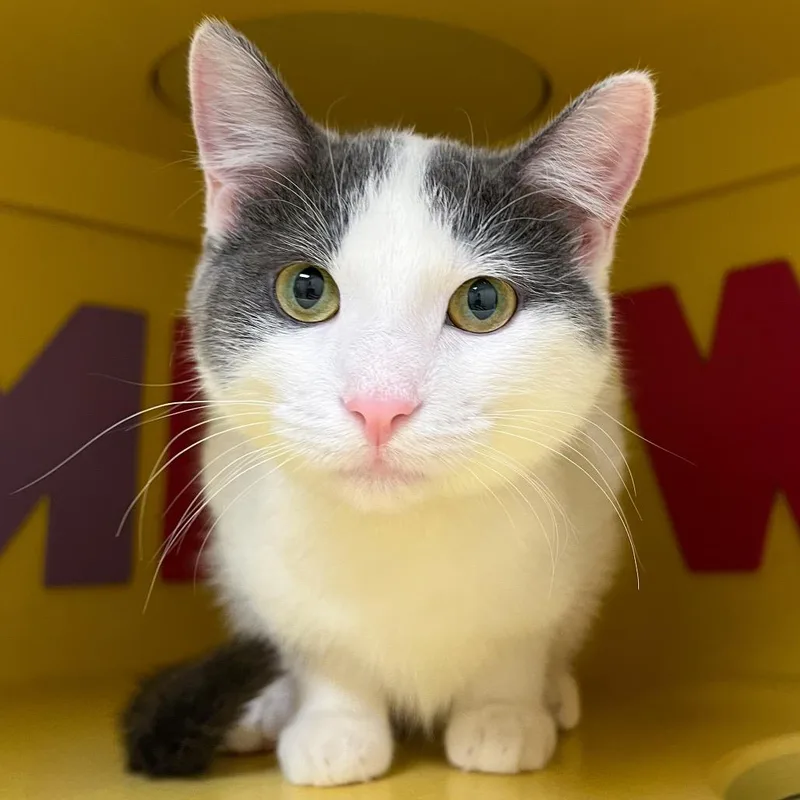 A young small-sized female Gray / Blue / Silver Domestic Short Hair cat named Jaci for adoption in Arlington Heights, IL