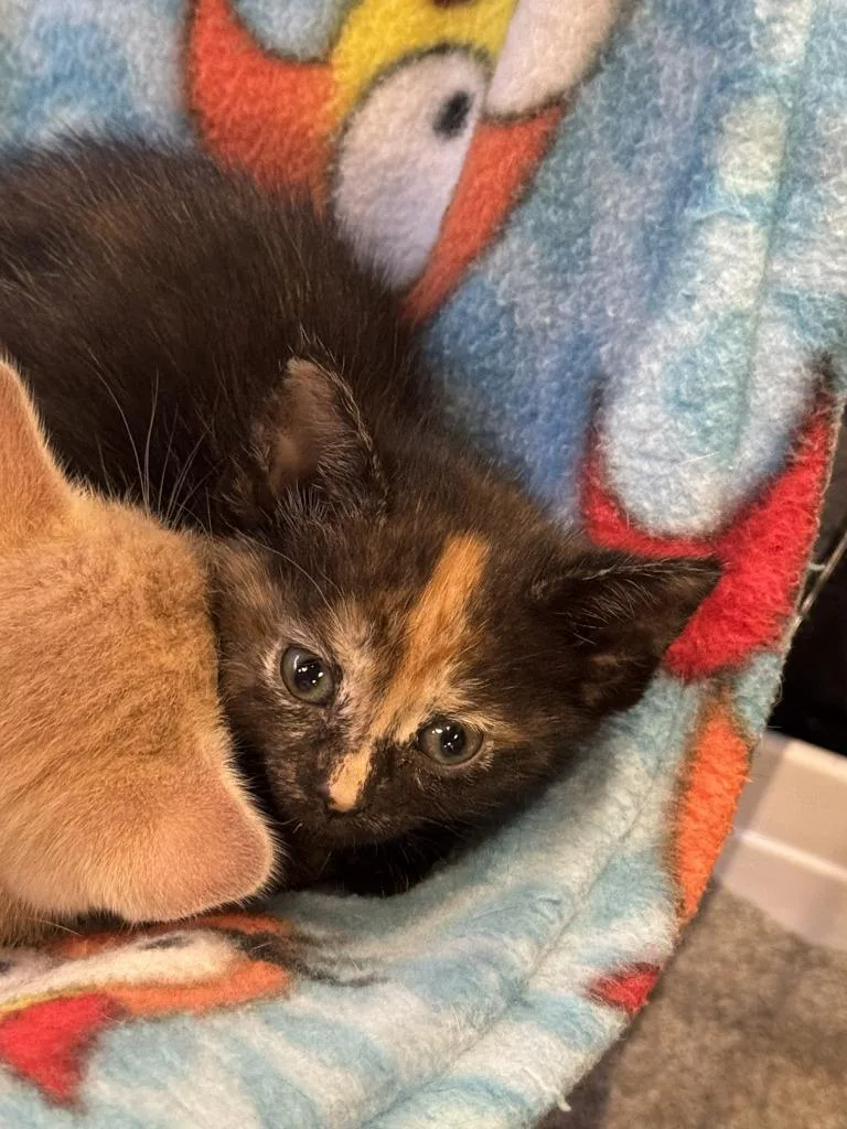 A baby medium-sized female Domestic Short Hair cat named Toffee for adoption in St. Cloud, MN
