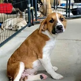 Biscuit