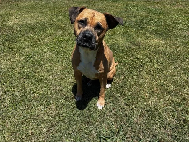 An adult medium-sized female Pit Bull Terrier dog named Millie for adoption in Appling, GA