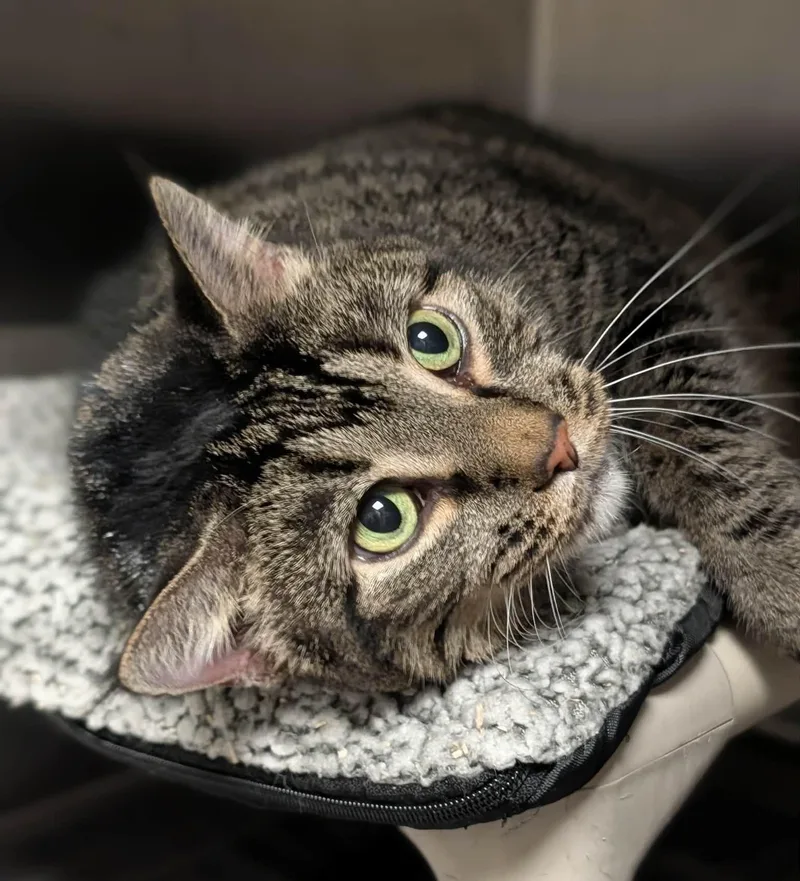 A senior extra large-sized female Tabby (Brown / Chocolate) Domestic Short Hair cat named Pancake for adoption in Springfield, IL