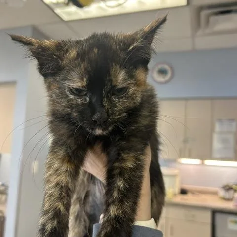 A baby small-sized female Black Domestic Short Hair cat named Osprey for adoption in Durango, CO