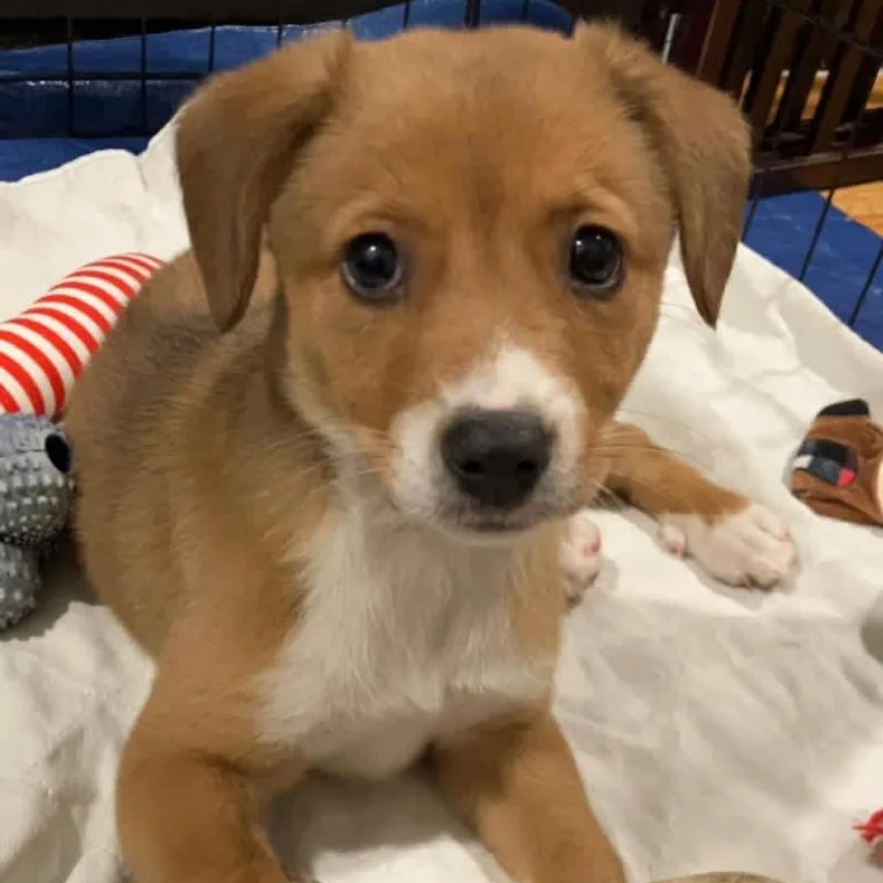 A baby medium-sized female Red / Chestnut / Orange Mixed Breed dog named Tessa for adoption in Joliet, IL
