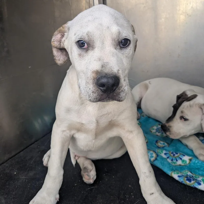 A baby medium-sized male White / Cream Pit Bull Terrier dog named Peanut for adoption in Birmingham, AL