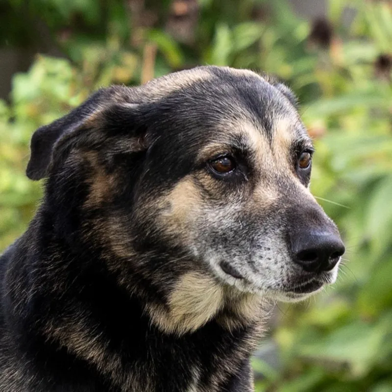 An adult large-sized male German Shepherd Dog dog named Ollie for adoption in Council Bluffs, IA