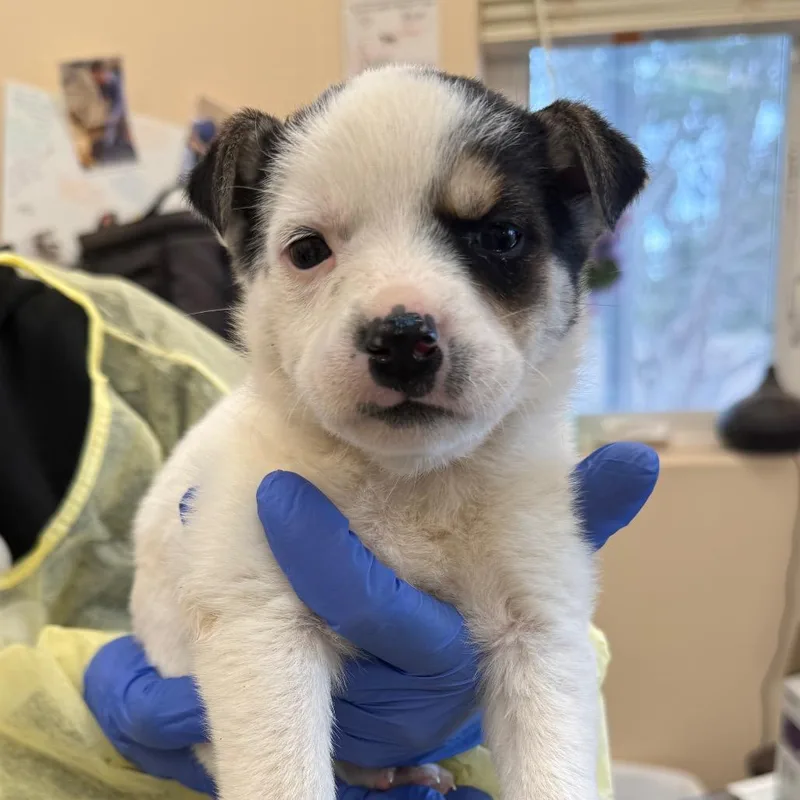 A baby medium-sized female White / Cream Cattle Dog dog named Highway Hero for adoption in Kanab, UT