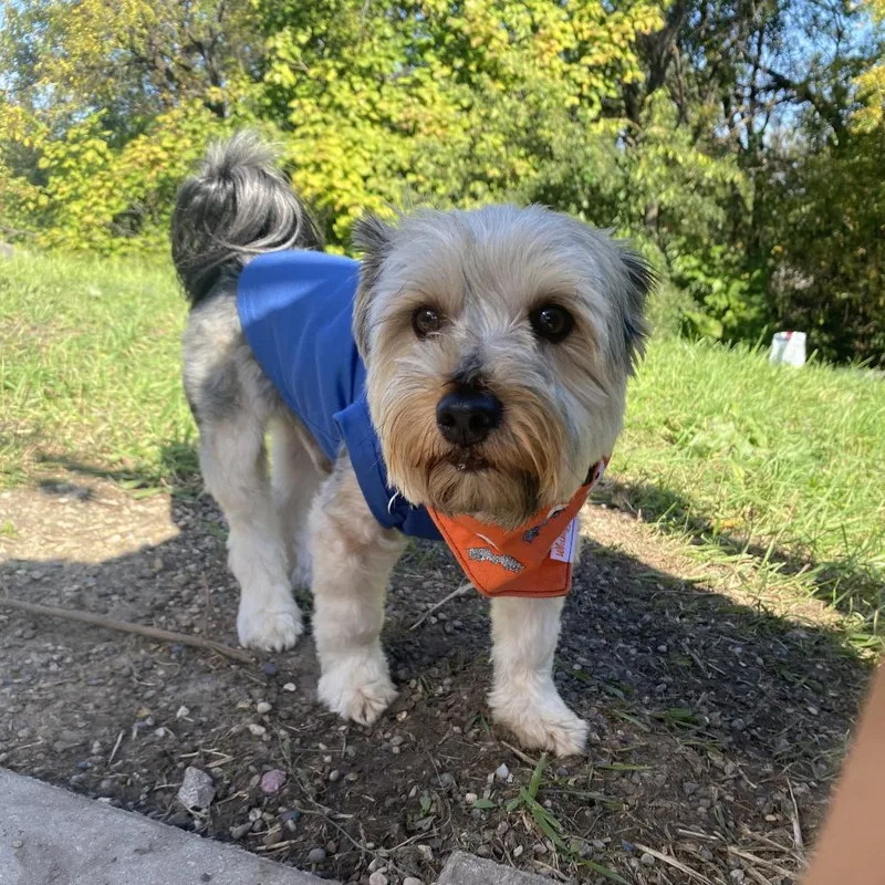 An adult small-sized male Maltese dog named Max for adoption in West Des Moines, IA