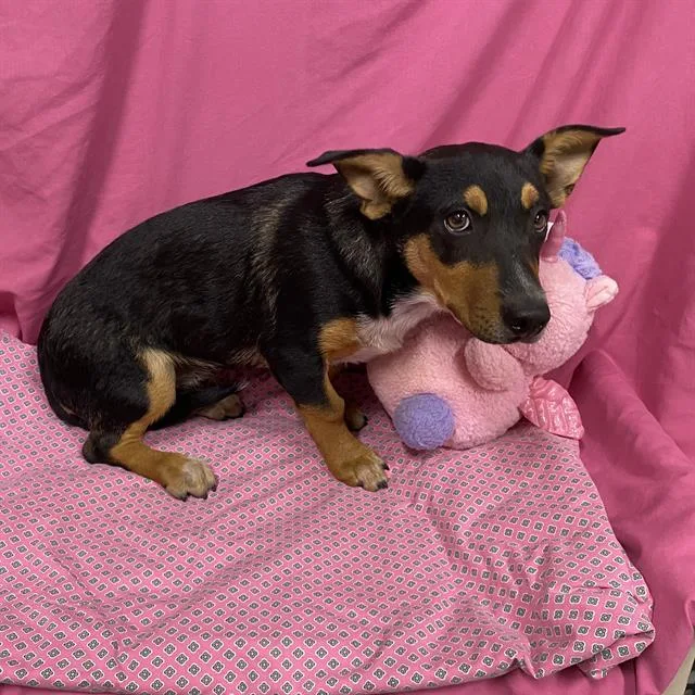A young small-sized male Cardigan Welsh Corgi dog named A for adoption in Modesto, CA