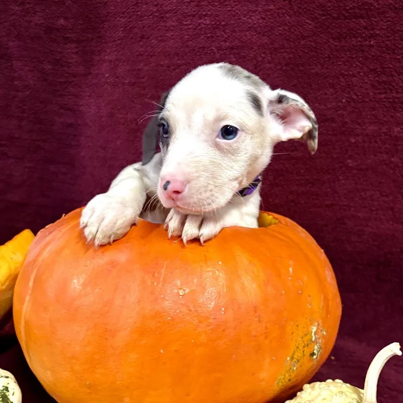 A baby small-sized female Pit Bull Terrier dog named Piper for adoption in Fulton, MO